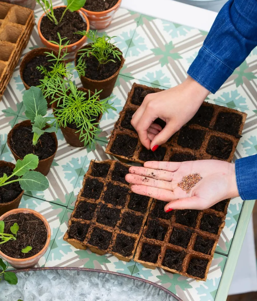 Dehner Bio Gemüsesamen - -Saatgut Rote Bete 'Rote Kugel 2'