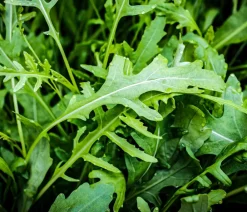 Dehner Bio Gemüsesamen - -Saatgut Salatrauke 'Rucola'