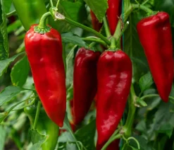 Dehner Bio -Saatgut Spitzpaprika 'Corno rosso' New
