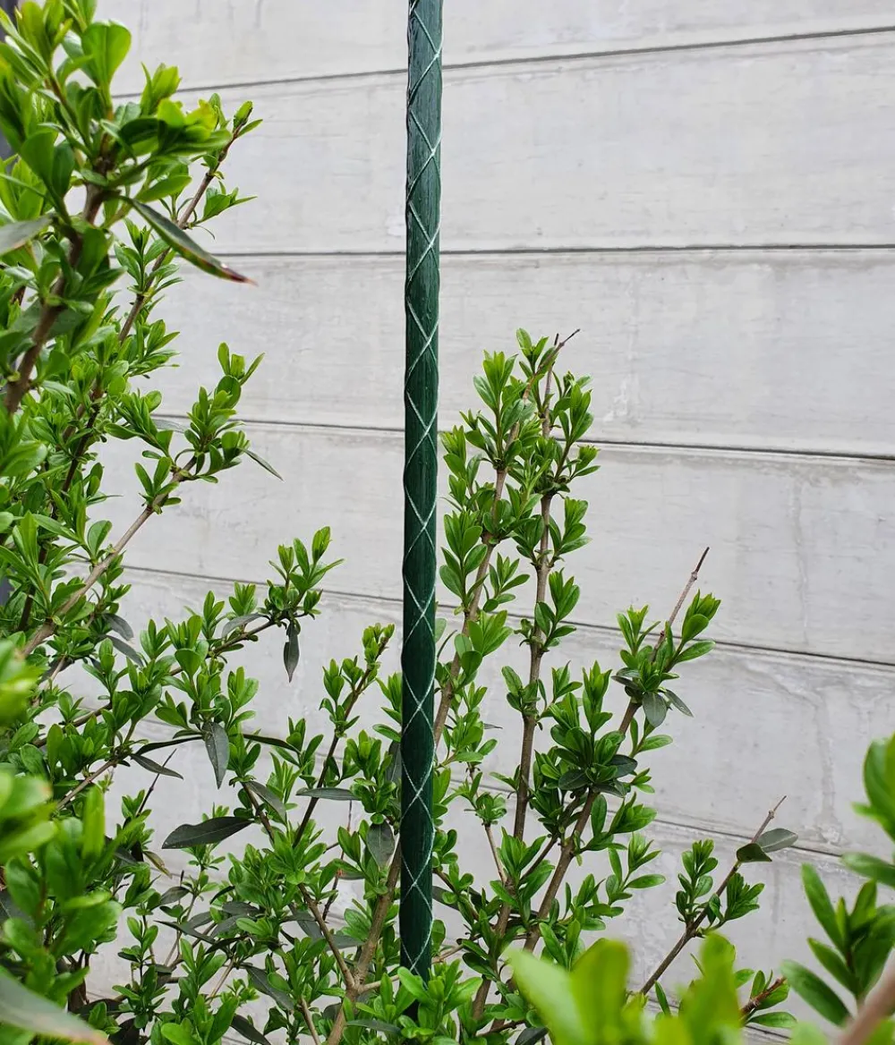 Dehner Rankstäbe > Fiberglas-Pflanzenstab