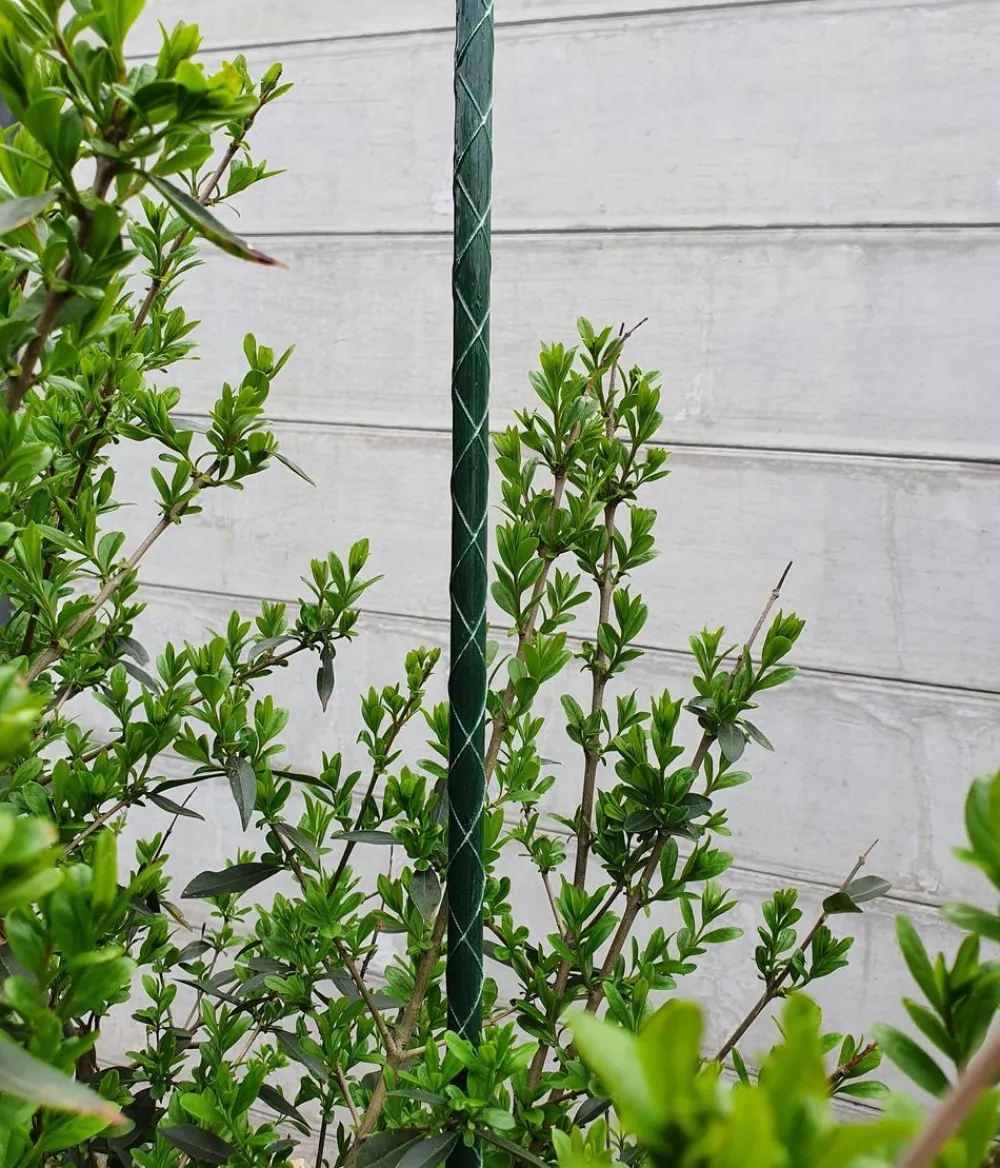 Dehner Fiberglas-Pflanzenstab Grün New