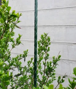Dehner Fiberglas-Pflanzenstab Grün New