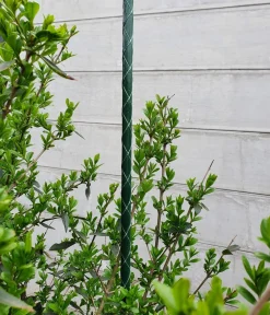 Dehner Rankstäbe - Fiberglas-Pflanzenstab Grün