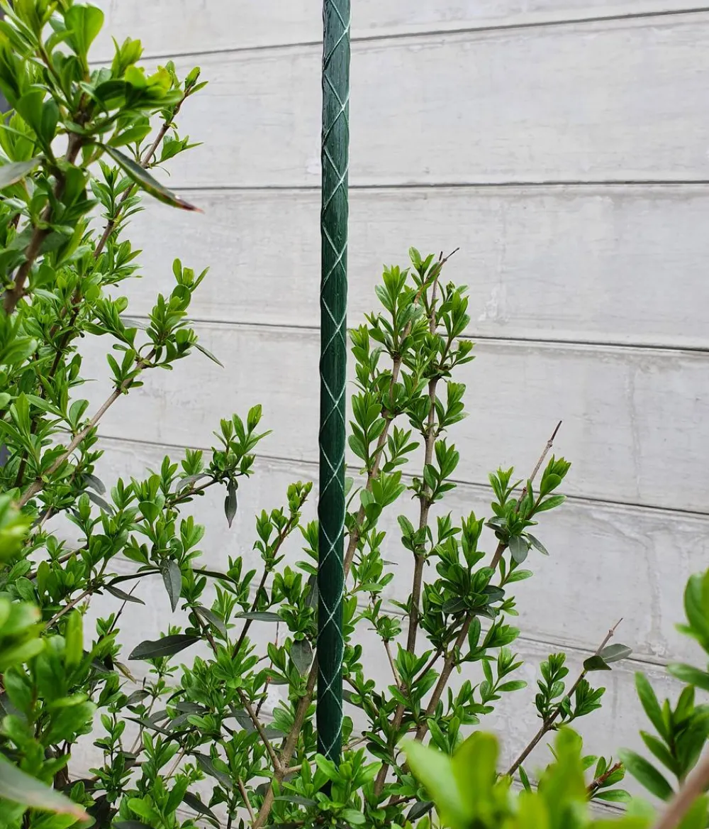 Dehner Rankstäbe - Fiberglas-Pflanzenstab Grün
