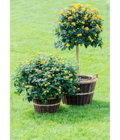 Dehner Mehr Gartendekoration > Gartenkorb