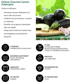 Dehner Gourmet Garten Auberginen- & Tomatenpflanzen|Gartengemüse - Aubergine, veredelt