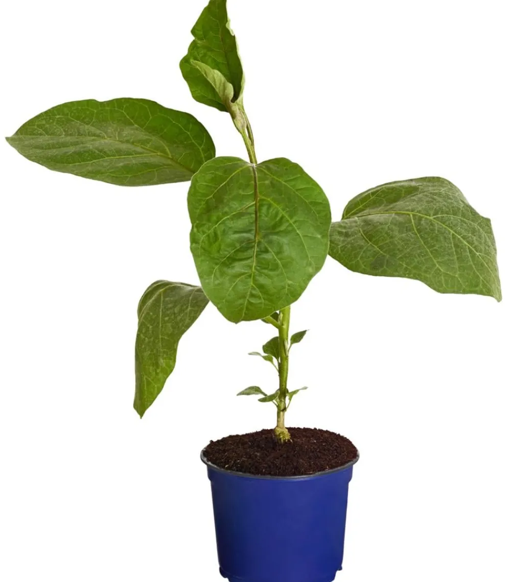 Dehner Gourmet Garten Auberginen- & Tomatenpflanzen|Gartengemüse - Aubergine, veredelt