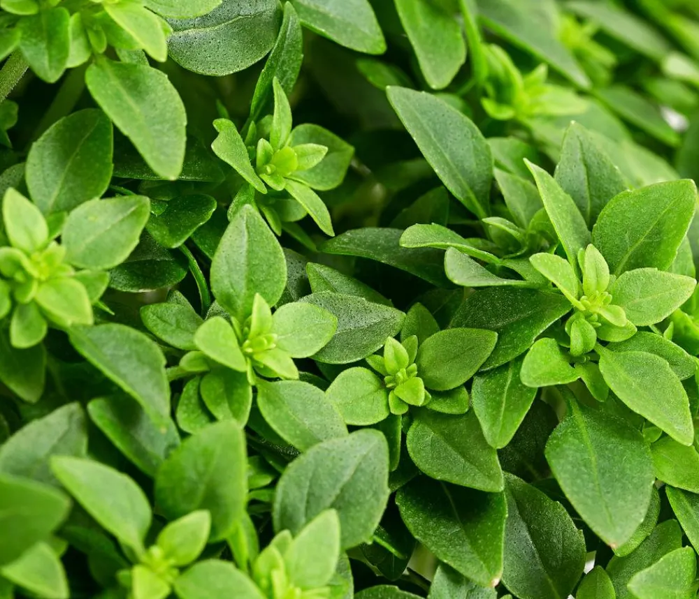 Dehner Gourmet Garten Basilikum, veredelt Grün Discount