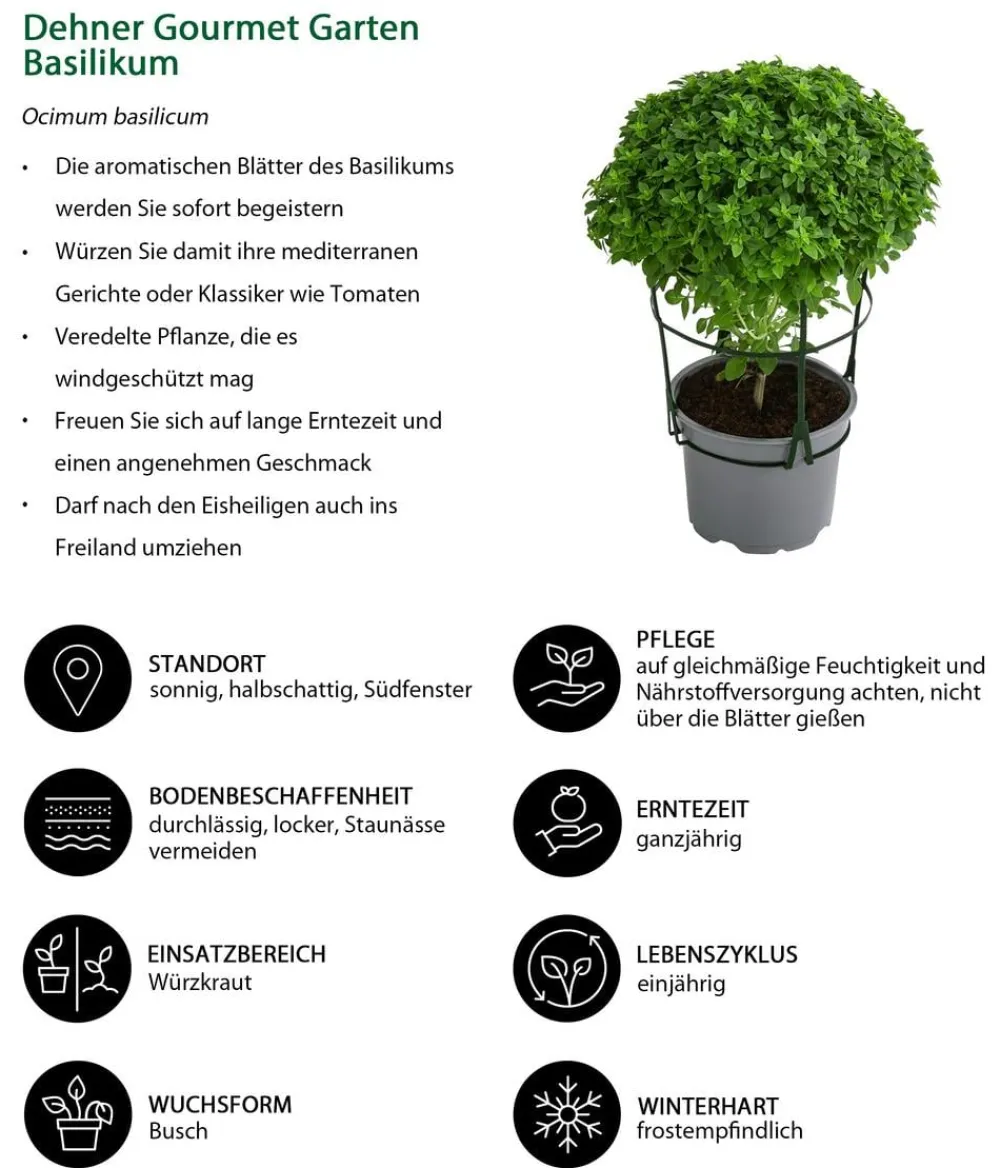 Dehner Gourmet Garten Basilikum, veredelt Grün Discount