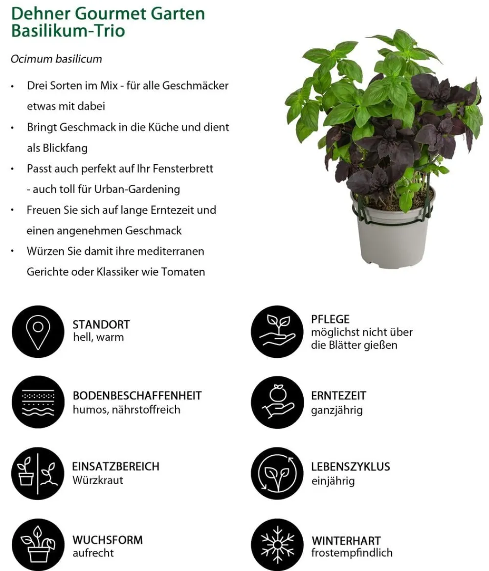 Dehner Gourmet Garten Garten- & Heilkräuter|Gourmet-Kräuter - Basilikum-Trio