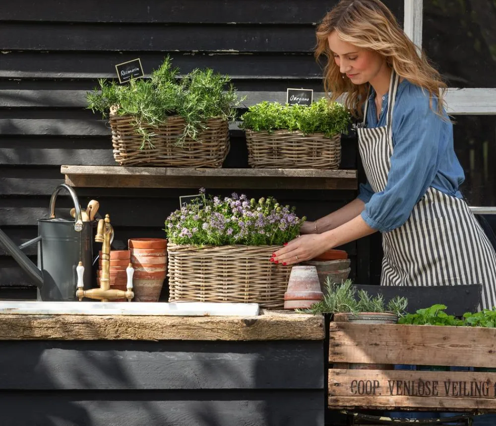 Dehner Gourmet Garten Garten- & Heilkräuter|Gourmet-Kräuter > Bergbohnenkraut
