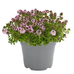 Dehner Gourmet Garten Garten- & Heilkräuter|Gourmet-Kräuter > Bergbohnenkraut