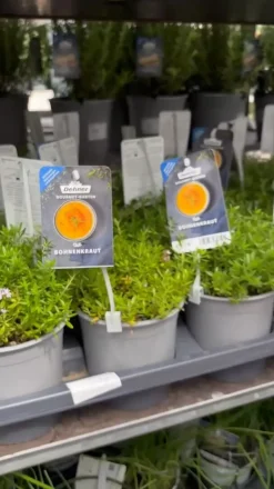 Dehner Gourmet Garten Garten- & Heilkräuter|Gourmet-Kräuter > Bergbohnenkraut