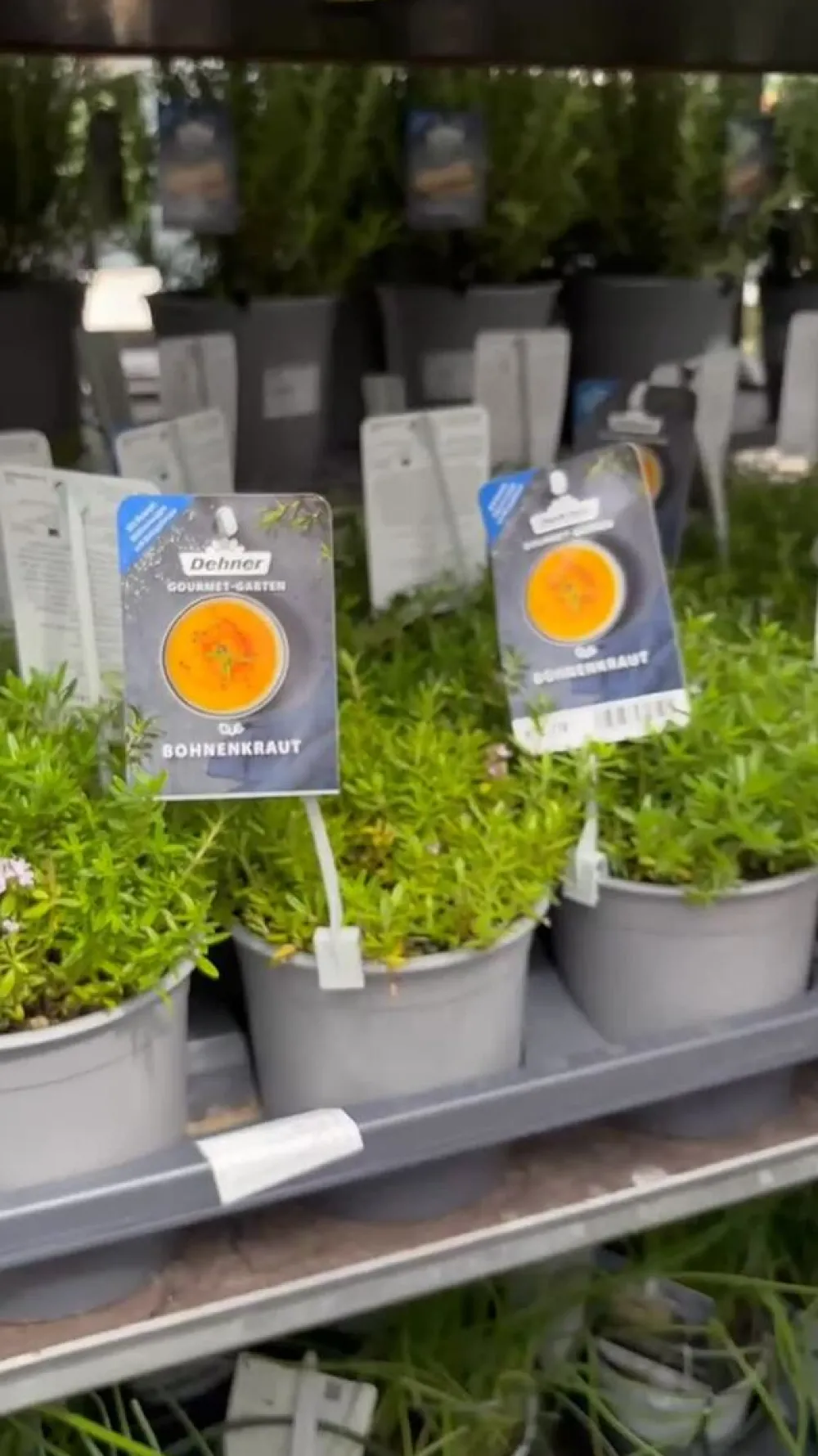 Dehner Gourmet Garten Garten- & Heilkräuter|Gourmet-Kräuter > Bergbohnenkraut