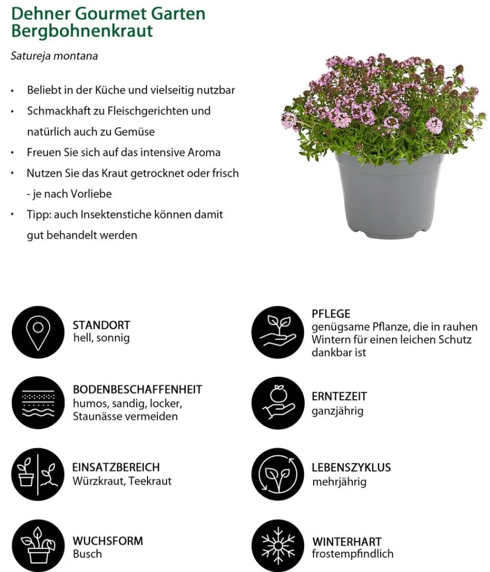 Dehner Gourmet Garten Garten- & Heilkräuter|Gourmet-Kräuter > Bergbohnenkraut