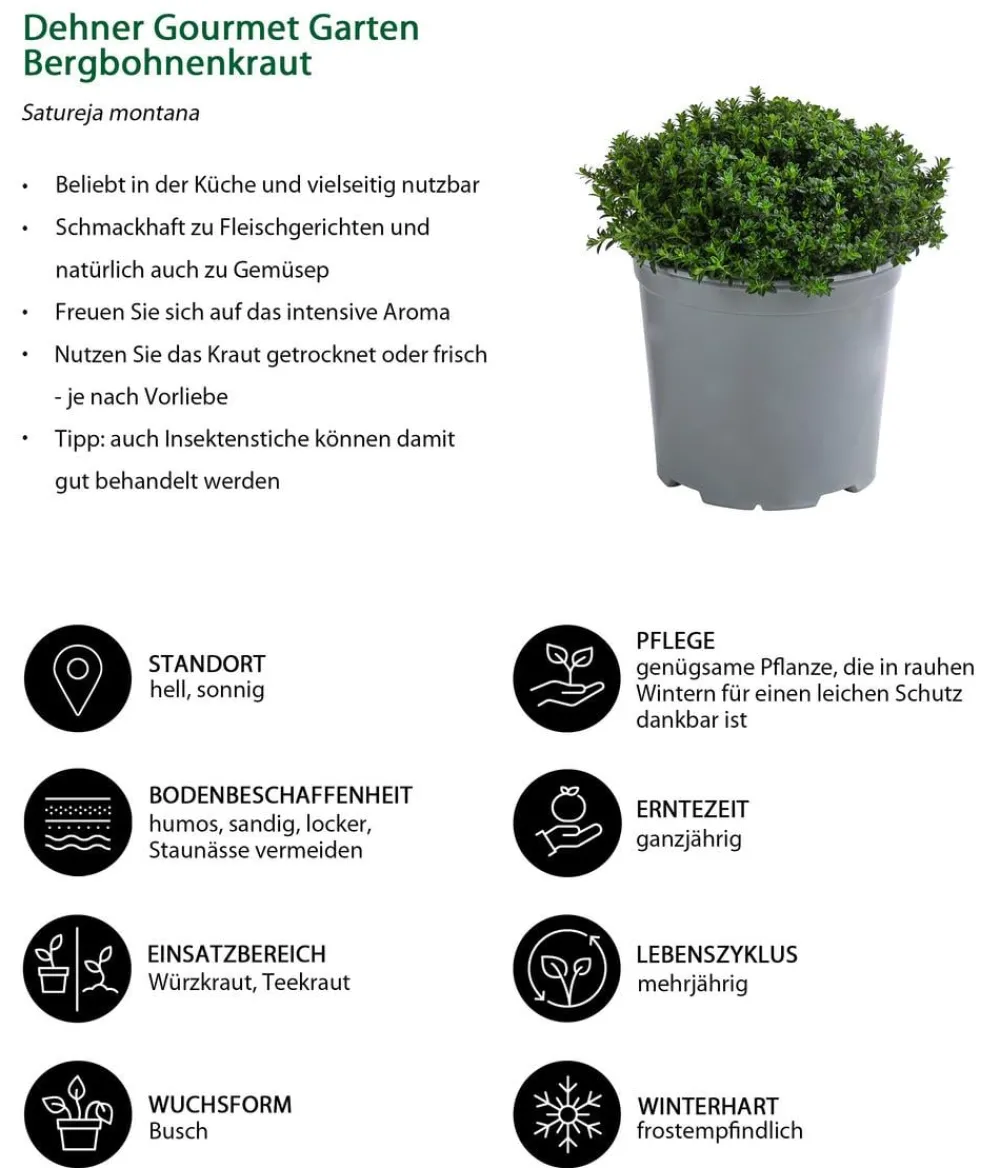 Dehner Gourmet Garten Garten- & Heilkräuter|Gourmet-Kräuter - Bergbohnenkraut Grün