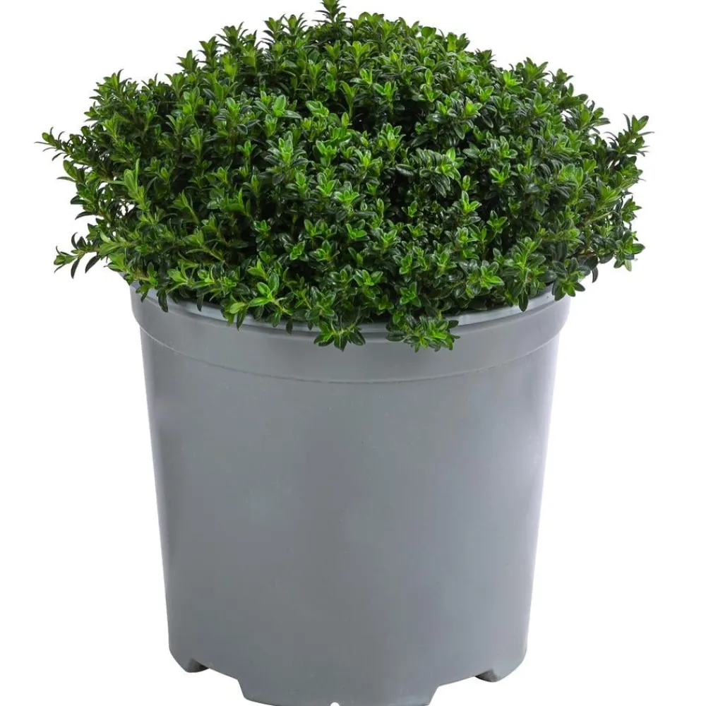 Dehner Gourmet Garten Garten- & Heilkräuter|Gourmet-Kräuter - Bergbohnenkraut Grün