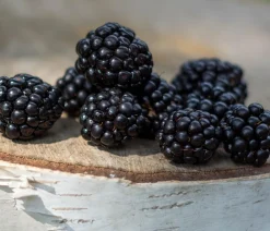 Dehner Gourmet Garten Himbeeren & Brombeeren|Beerensträucher > Brombeere 'Triple Crown'
