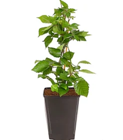 Dehner Gourmet Garten Himbeeren & Brombeeren|Beerensträucher > Brombeere 'Triple Crown'