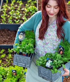 Dehner Gourmet Garten Gartengemüse > e Möhre, 20er Schale