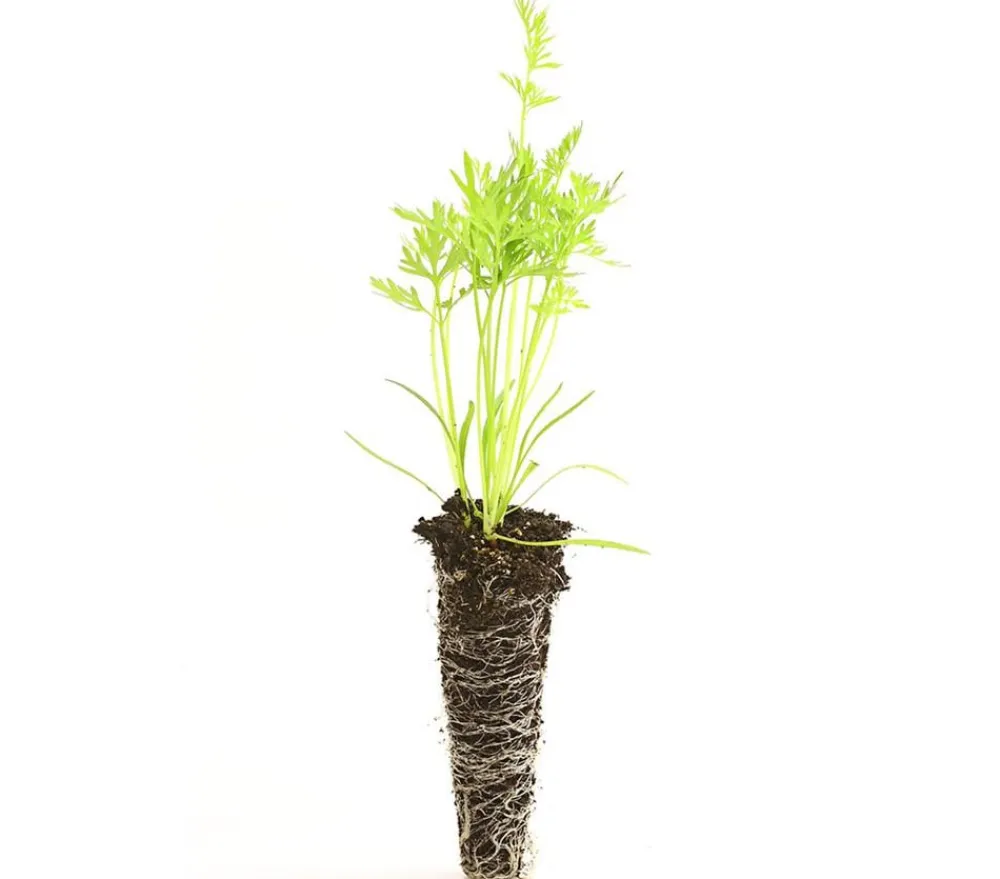 Dehner Gourmet Garten Gartengemüse > e Möhre, 20er Schale
