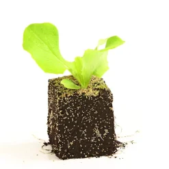 Dehner Gourmet Garten Butterkopfsalat, 6er Schale Grün Clearance