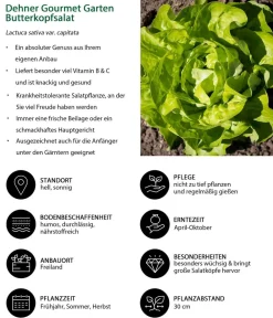 Dehner Gourmet Garten Butterkopfsalat, 6er Schale Grün Clearance