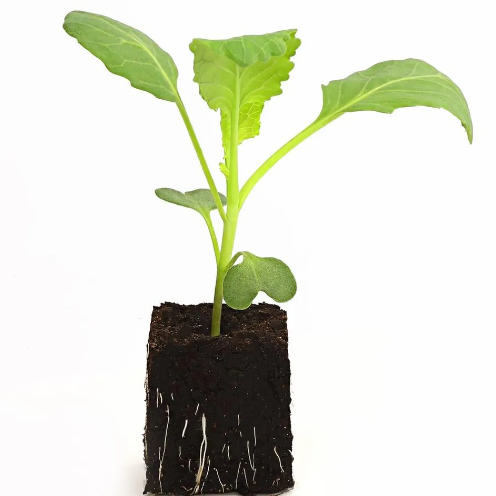 Dehner Gourmet Garten Kohl- & Salatpflanzen - Butterkohl, 6er Schale Grün