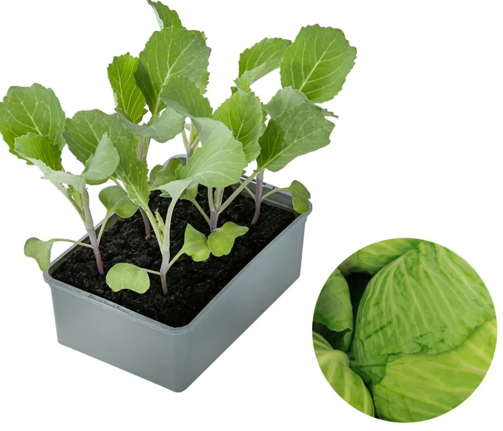 Dehner Gourmet Garten Kohl- & Salatpflanzen - Butterkohl, 6er Schale Grün