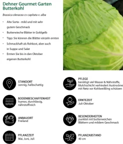 Dehner Gourmet Garten Kohl- & Salatpflanzen - Butterkohl, 6er Schale Grün