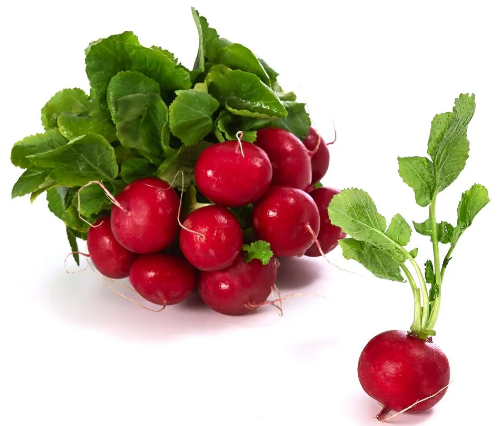 Dehner Gourmet Garten Gartengemüse > Butterradieschen, 20er Schale