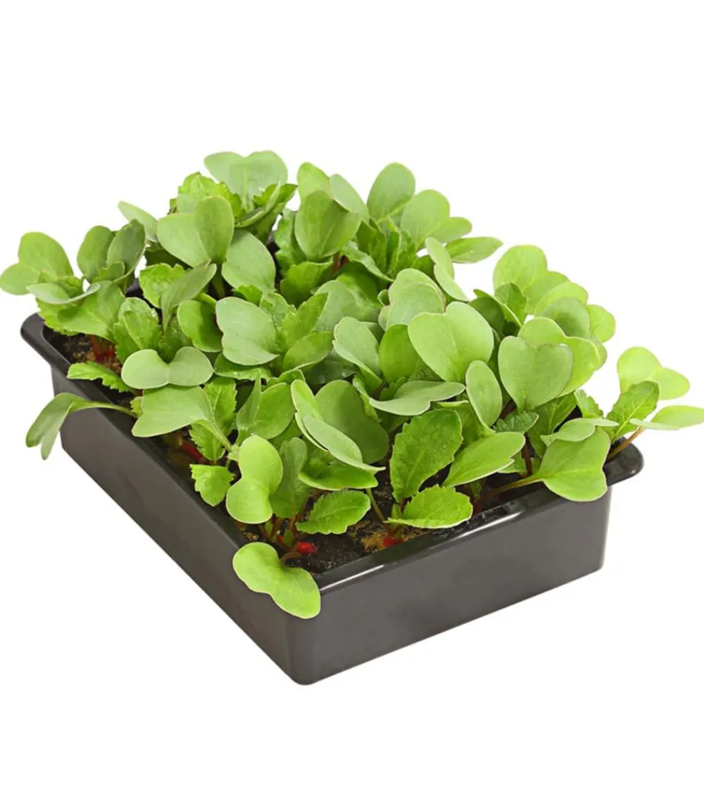 Dehner Gourmet Garten Gartengemüse > Butterradieschen, 20er Schale