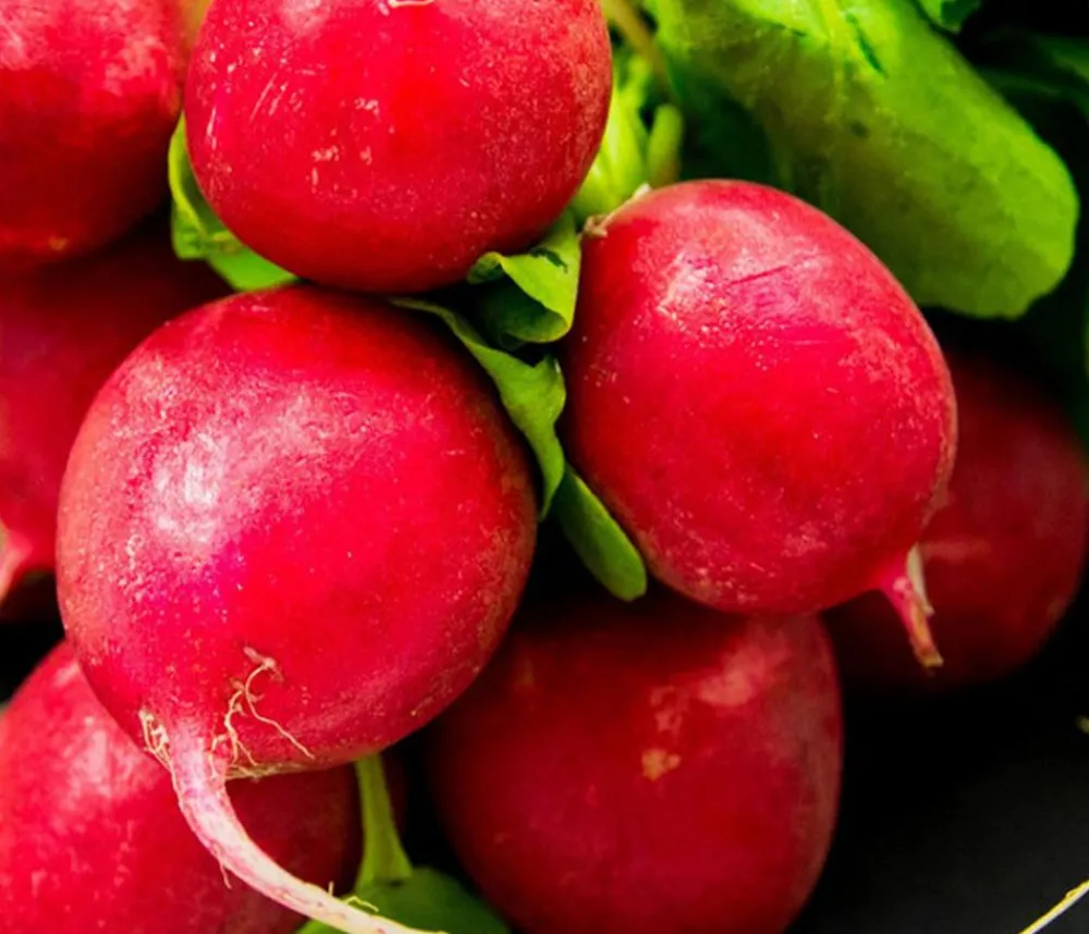 Dehner Gourmet Garten Gartengemüse > Butterradieschen, 20er Schale