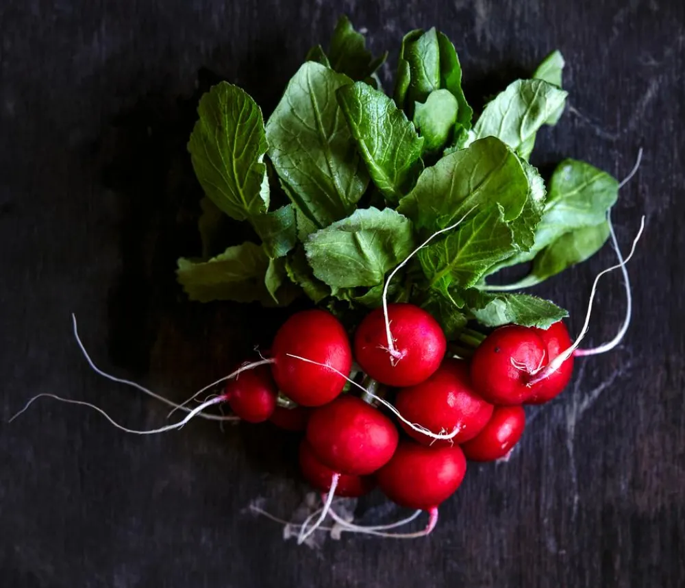 Dehner Gourmet Garten Gartengemüse > Butterradieschen, 20er Schale