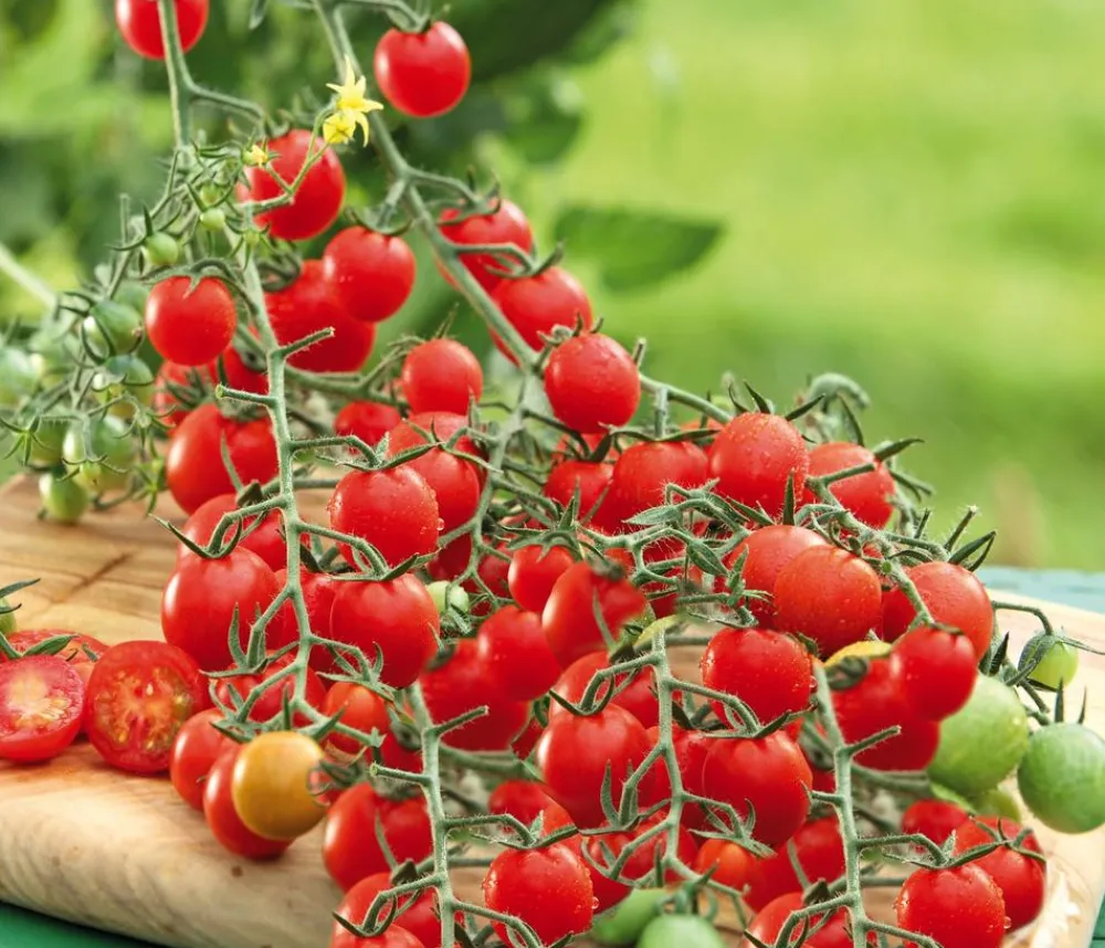 Dehner Gourmet Garten Auberginen- & Tomatenpflanzen > Cherrytomate, veredelt