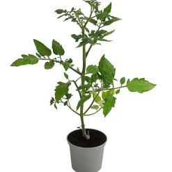 Dehner Gourmet Garten Auberginen- & Tomatenpflanzen > Cherrytomate, veredelt