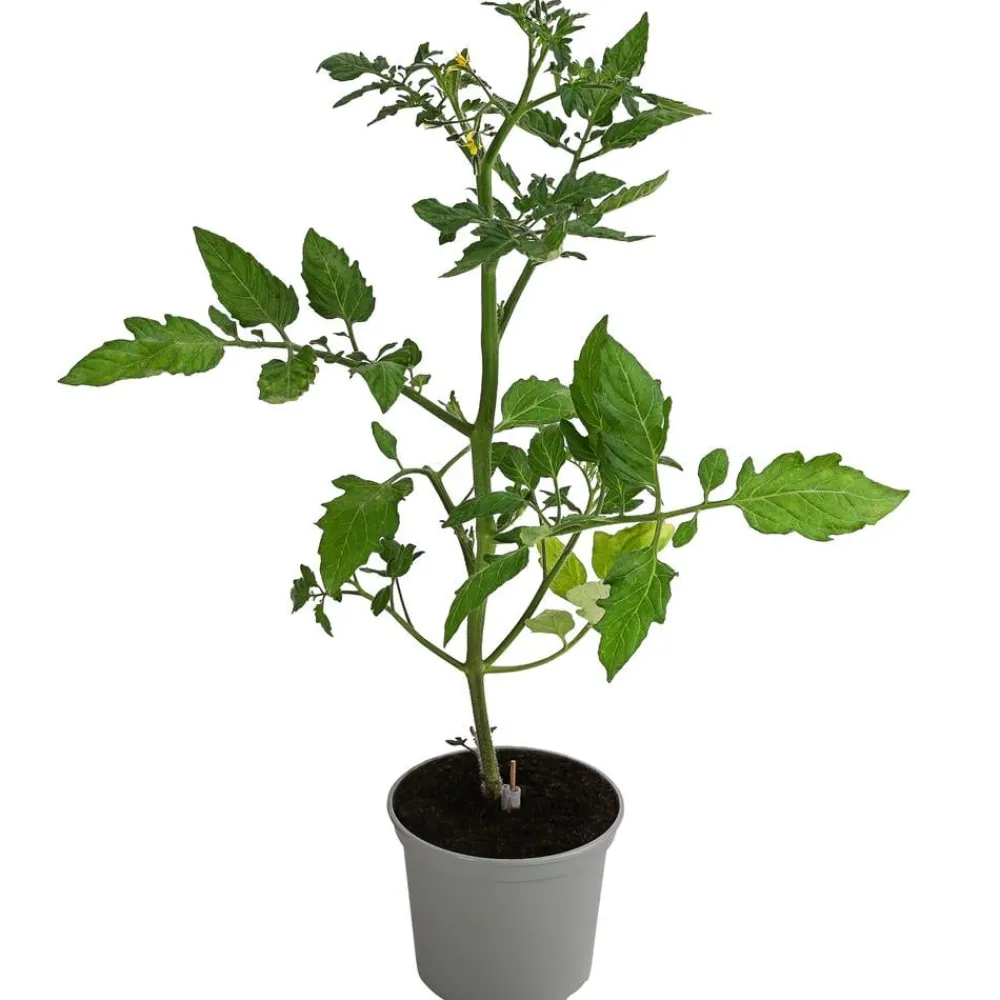 Dehner Gourmet Garten Auberginen- & Tomatenpflanzen > Cherrytomate, veredelt