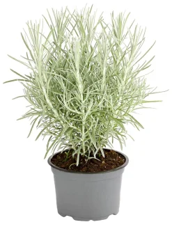 Dehner Gourmet Garten Currykraut Outlet