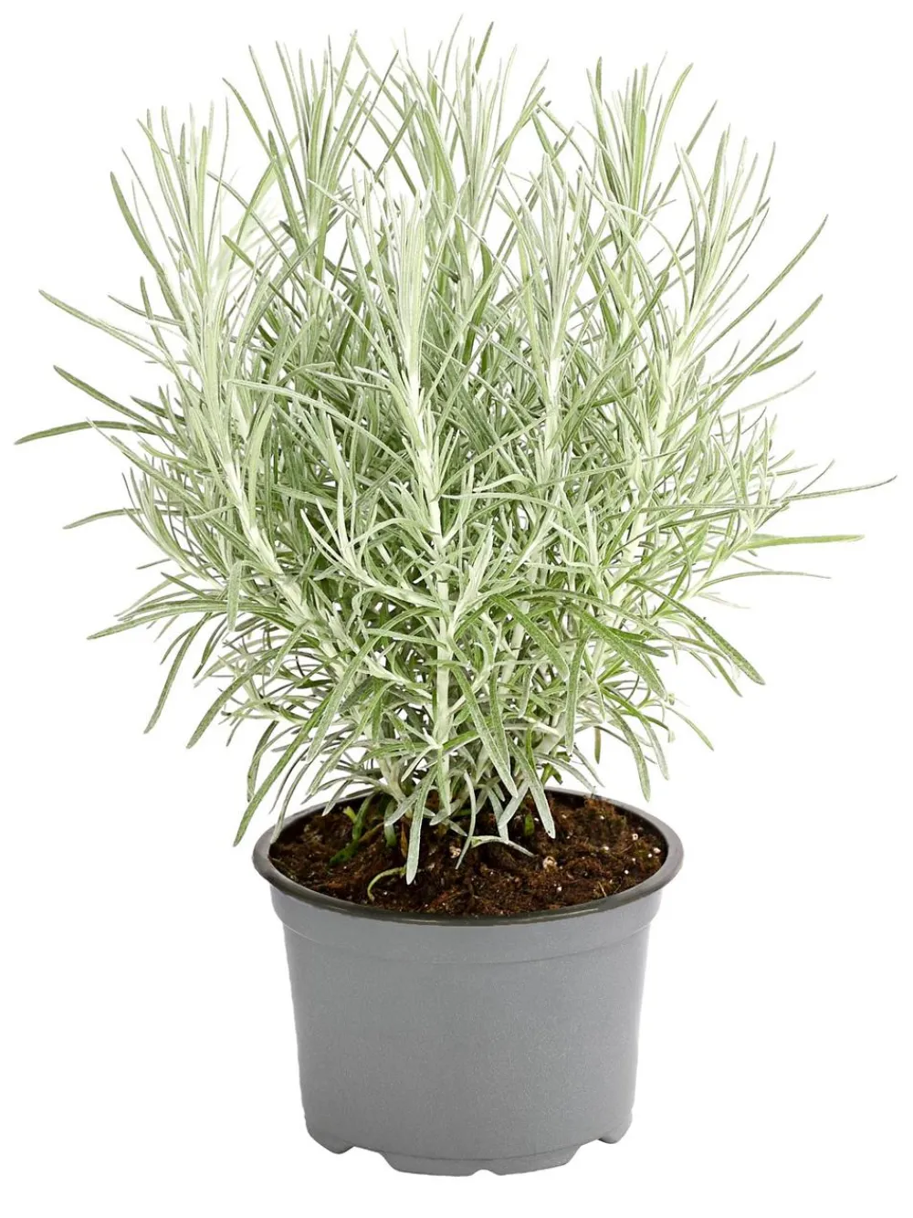 Dehner Gourmet Garten Currykraut Outlet