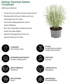 Dehner Gourmet Garten Garten- & Heilkräuter|Gourmet-Kräuter - Currykraut