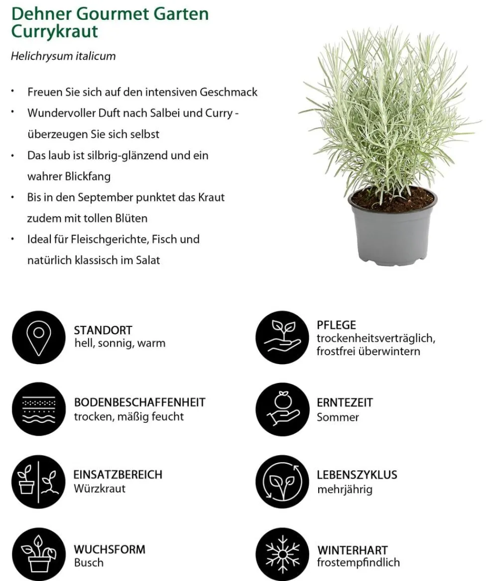 Dehner Gourmet Garten Garten- & Heilkräuter|Gourmet-Kräuter - Currykraut