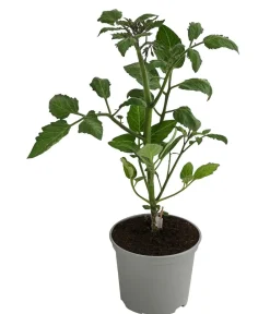 Dehner Gourmet Garten Datteltomate, veredelt Rot Best