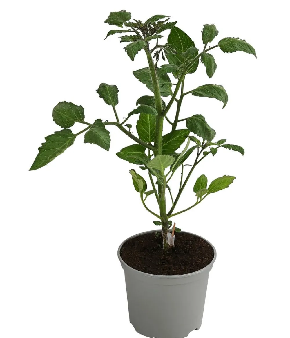 Dehner Gourmet Garten Datteltomate, veredelt Rot Best
