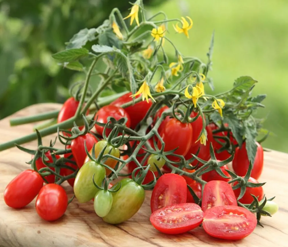 Dehner Gourmet Garten Datteltomate, veredelt Rot Best