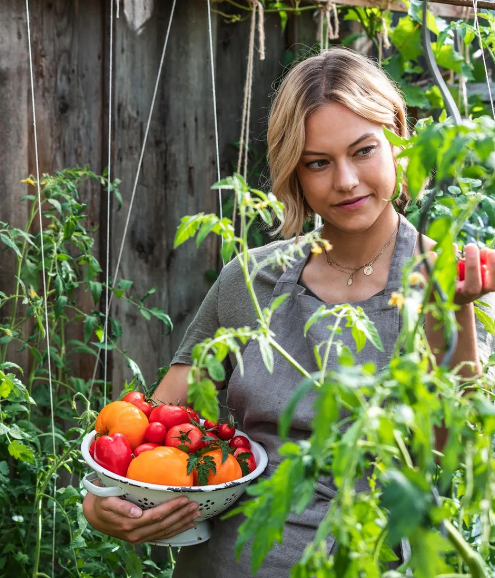 Dehner Gourmet Garten Datteltomate, veredelt Rot Best
