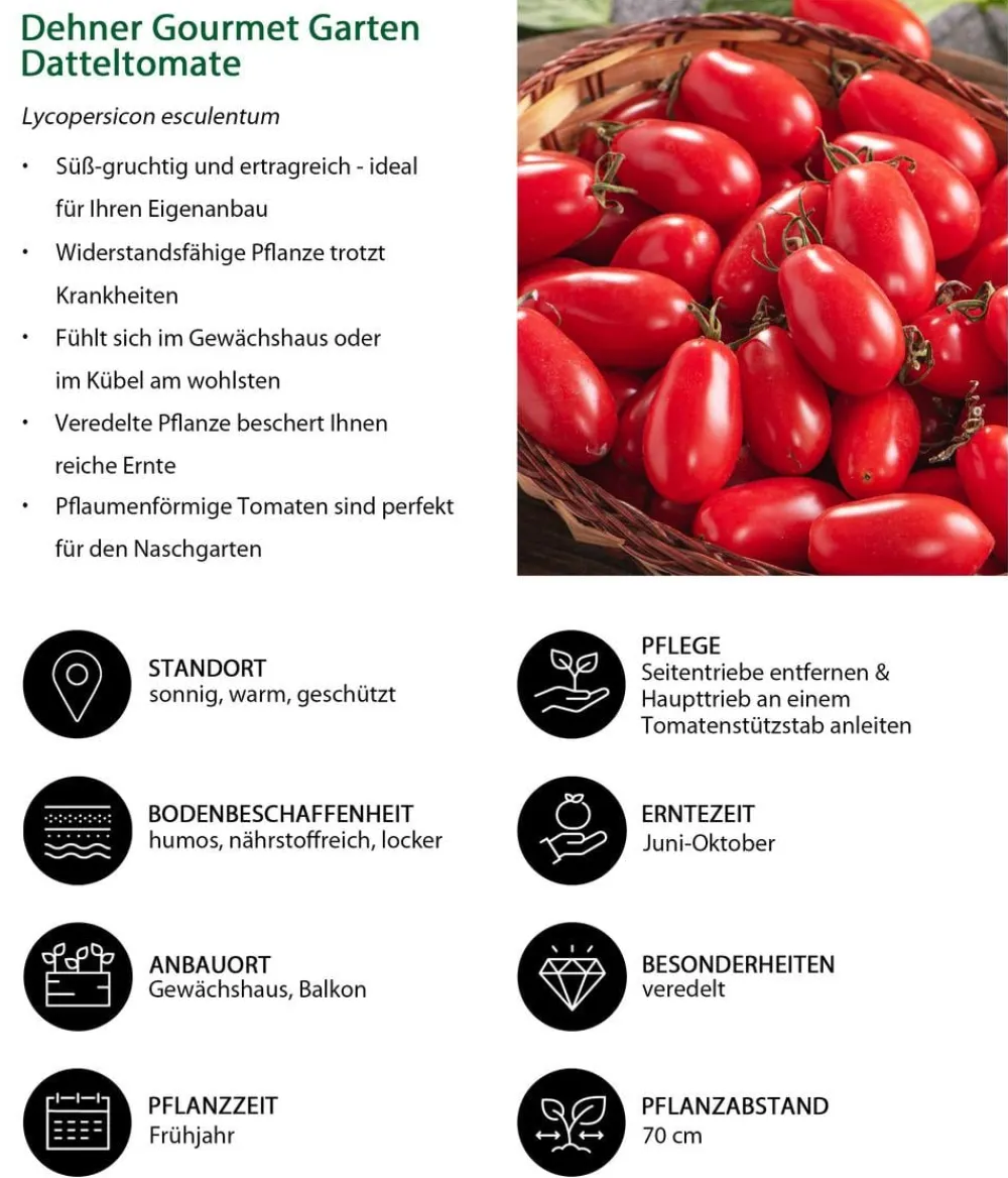 Dehner Gourmet Garten Datteltomate, veredelt Rot Best