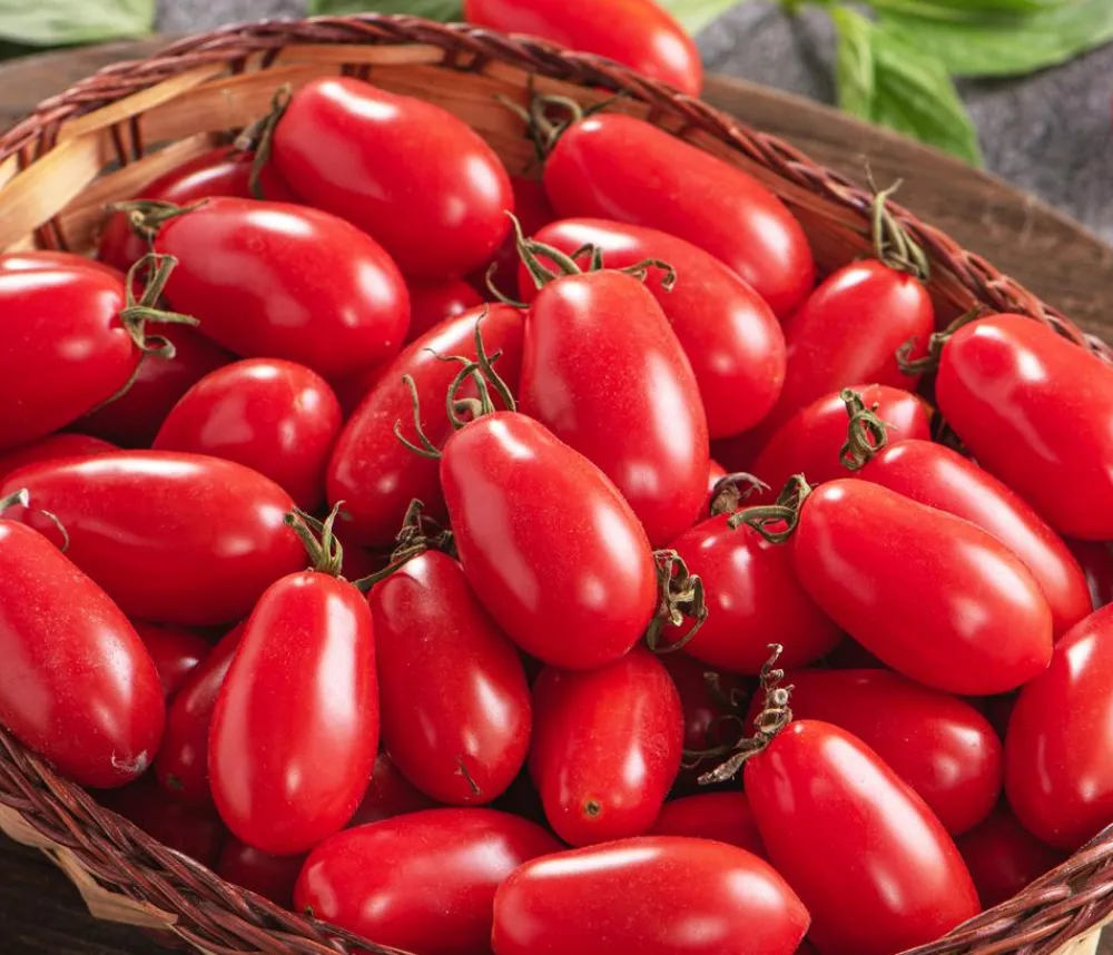 Dehner Gourmet Garten Datteltomate, veredelt Rot Best