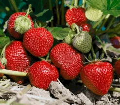 Dehner Gourmet Garten Erdbeerpflanzen > Erdbeere 'Mara des bois'