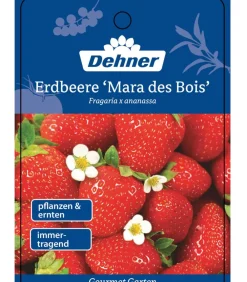 Dehner Gourmet Garten Erdbeerpflanzen > Erdbeere 'Mara des bois'