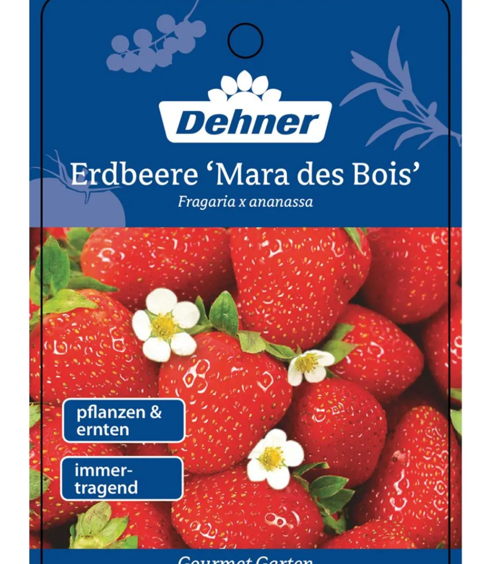 Dehner Gourmet Garten Erdbeerpflanzen > Erdbeere 'Mara des bois'